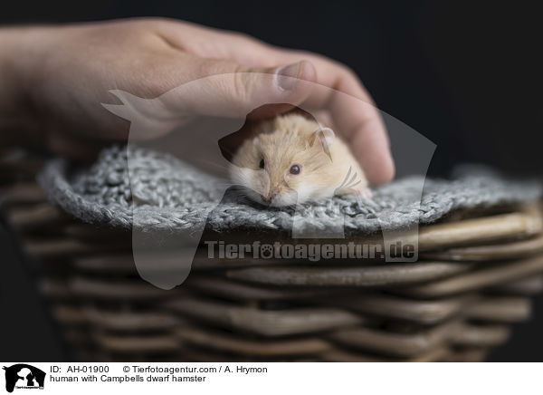 Mensch mit Campbell Zwerghamster / human with Campbells dwarf hamster / AH-01900