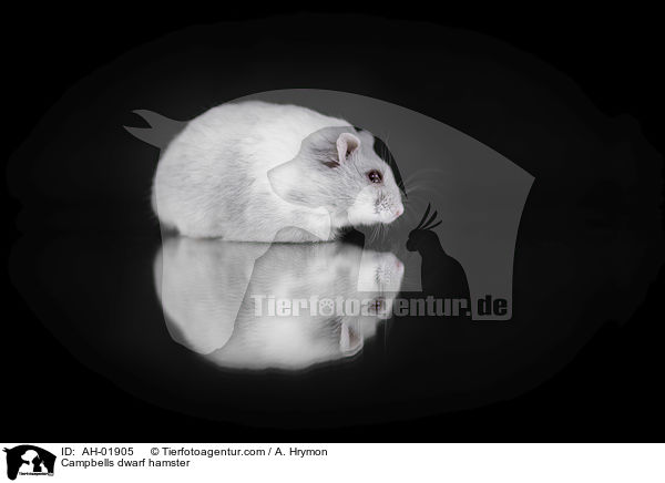 Campbells dwarf hamster / AH-01905
