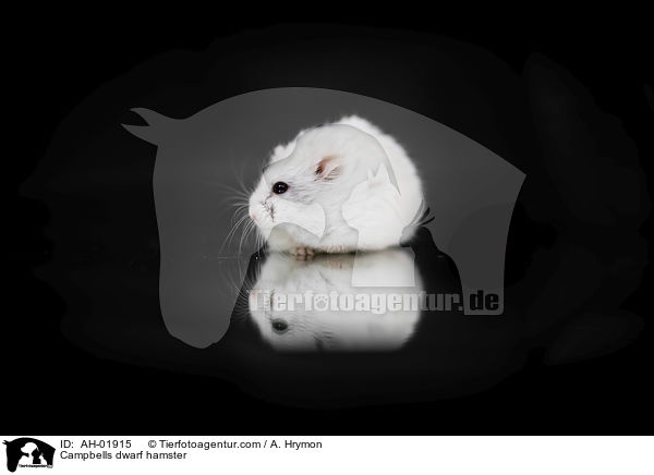 Campbell Zwerghamster / Campbells dwarf hamster / AH-01915
