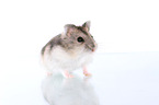 Campbell's dwarf hamster