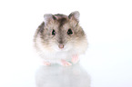 Campbell's dwarf hamster