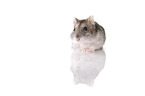 Campbell's dwarf hamster on white background