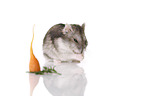 Campbell's dwarf hamster on white background