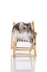 Campbell's dwarf hamster sits on canvas chair