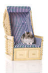 Campbell's dwarf hamster on beach chair