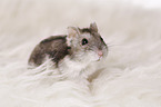 Campbell's dwarf hamster