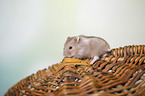 Campbells dwarf hamster
