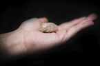 8 days old Campbells dwarf hamster