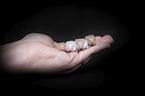 8 days old Campbells dwarf hamster