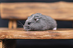 Campbells dwarf hamster on a bench