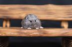 Campbells dwarf hamster on a bench