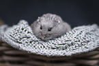 Campbells dwarf hamster in a basket