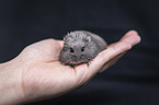 human with Campbells dwarf hamster