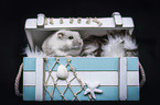 Campbells dwarf hamster in a box