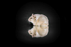 Campbells dwarf hamster