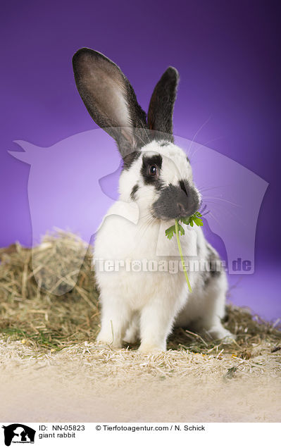 giant rabbit / NN-05823