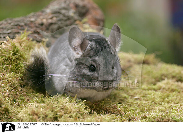 Chinchilla / chinchilla / SS-01767