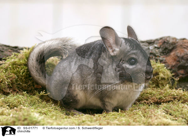 Chinchilla / chinchilla / SS-01771