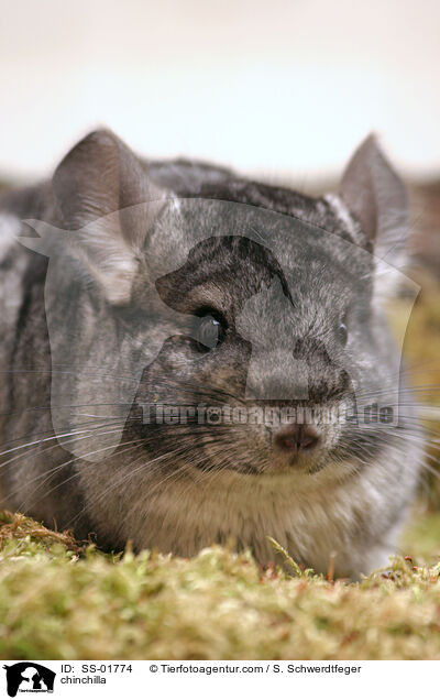 Chinchilla / chinchilla / SS-01774