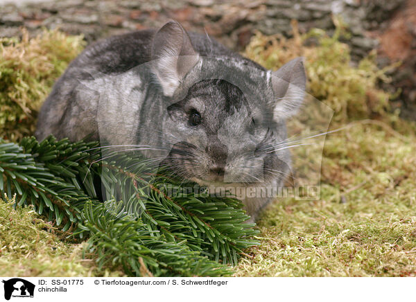 chinchilla / SS-01775