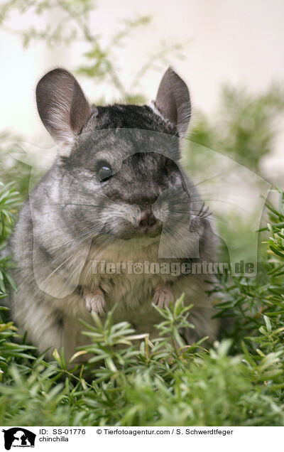 Chinchilla / chinchilla / SS-01776