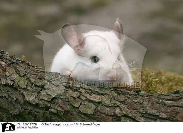 weies Chinchilla / white chinchilla / SS-01778