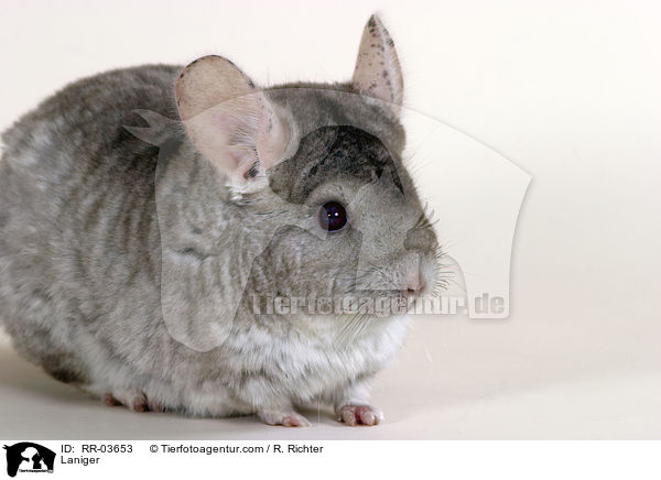 Chinchilla / Laniger / RR-03653