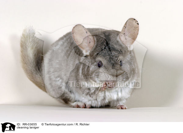 putzendes Chinchilla / cleaning laniger / RR-03655