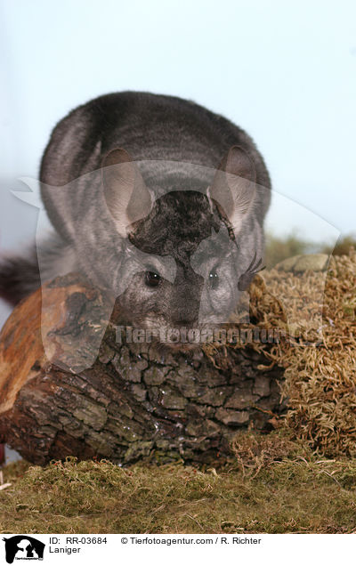 Chinchilla / Laniger / RR-03684