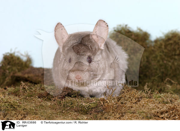 Chinchilla / Laniger / RR-03686