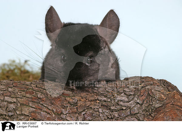 Chinchilla / Laniger Portrait / RR-03687