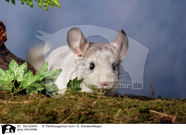graues Chinchilla / grey chinchilla / SS-02945
