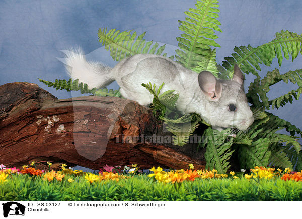 Chinchilla / Chinchilla / SS-03127