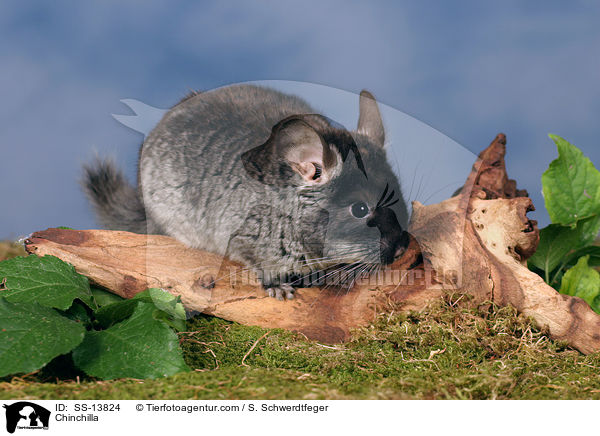 Chinchilla / Chinchilla / SS-13824