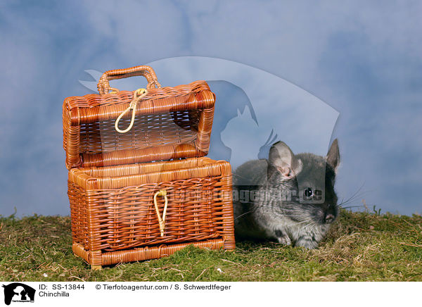 Chinchilla / Chinchilla / SS-13844
