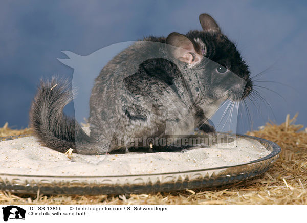 Chinchilla mit Sandbad / Chinchilla with sand bath / SS-13856