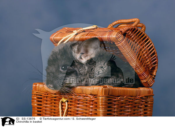 Chinchilla im Krbchen / Chinchilla in basket / SS-13876