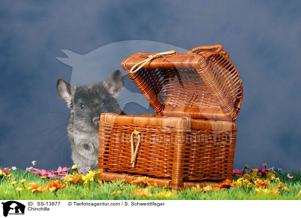 Chinchilla / Chinchilla / SS-13877