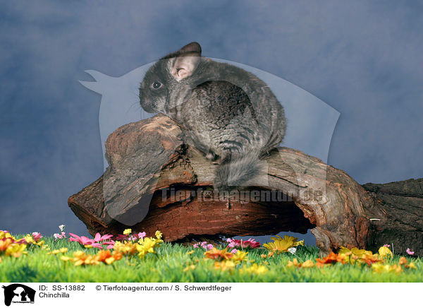 Chinchilla / SS-13882