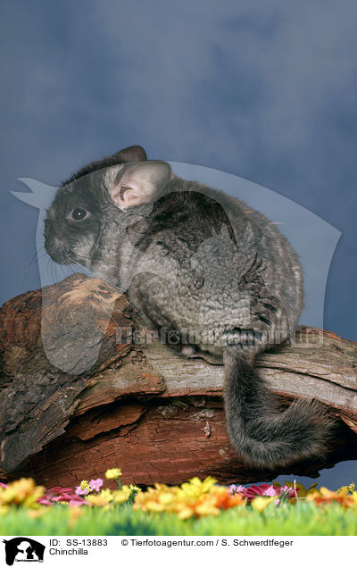 Chinchilla / Chinchilla / SS-13883