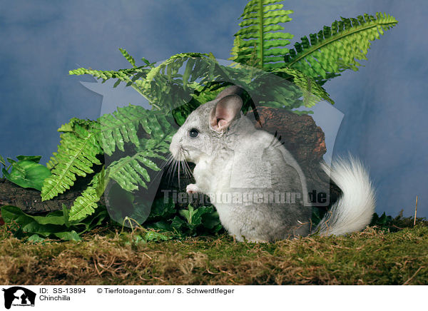 Chinchilla / SS-13894