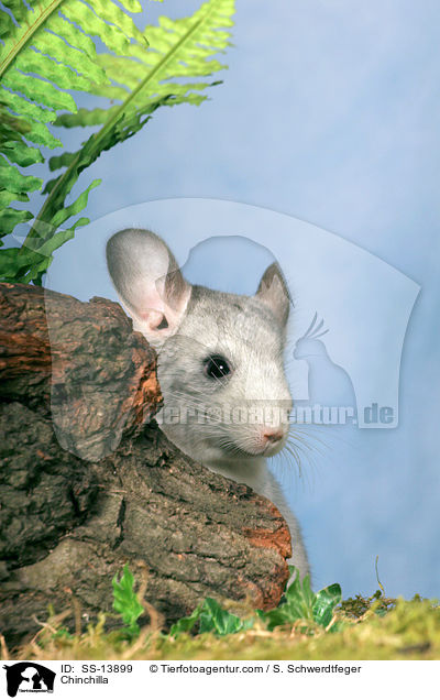 Chinchilla / Chinchilla / SS-13899