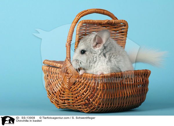 Chinchilla in basket / SS-13908
