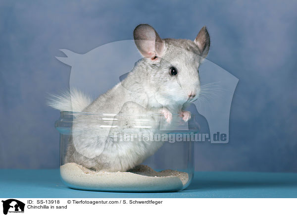 Chinchilla im Sandbad / Chinchilla in sand / SS-13918