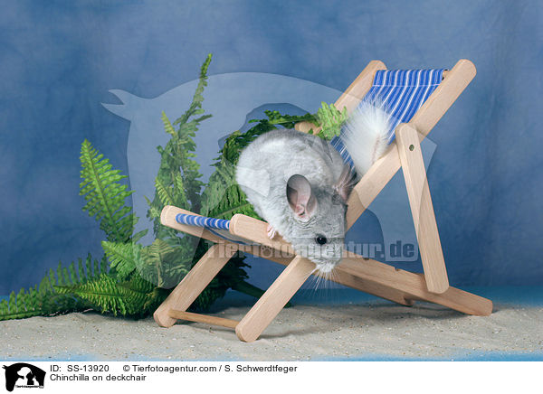 Chinchilla auf Liegestuhl / Chinchilla on deckchair / SS-13920