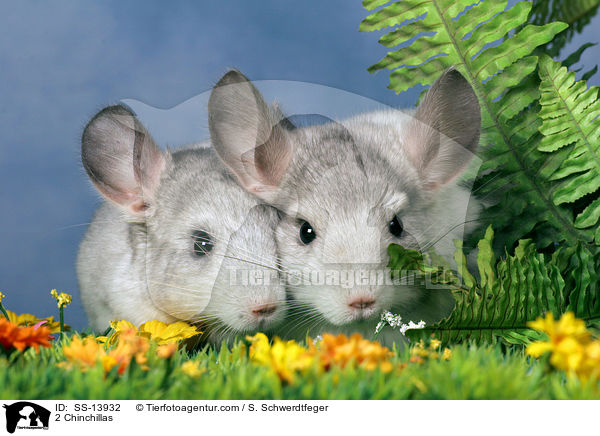 2 Chinchillas / 2 Chinchillas / SS-13932