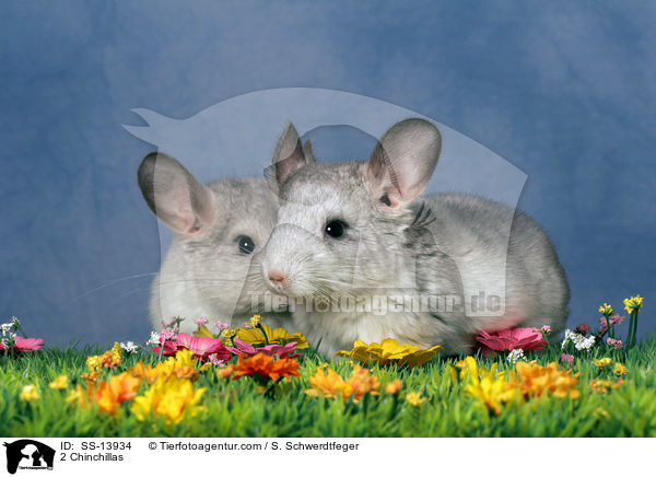 2 Chinchillas / 2 Chinchillas / SS-13934