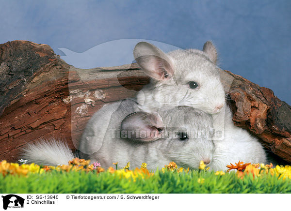 2 Chinchillas / 2 Chinchillas / SS-13940
