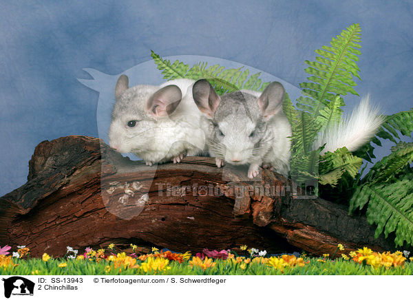 2 Chinchillas / 2 Chinchillas / SS-13943