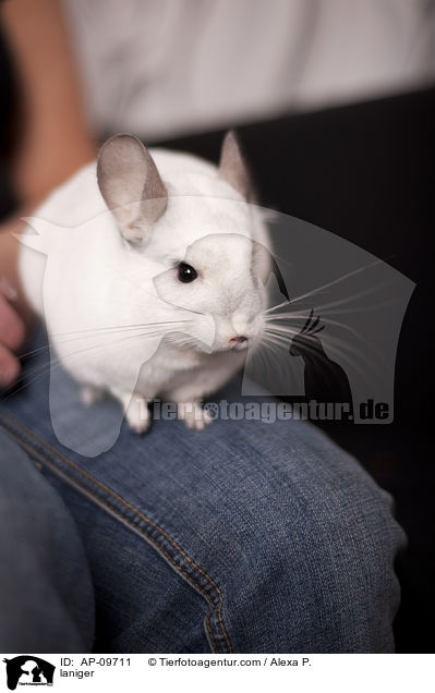 Chinchilla / laniger / AP-09711